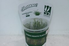 画像1: 【通販 水草】組織培養 GROWOW エキノドルス テネルス ミクロ(無農薬)【1カップ サンプル画像】（前景草)（生体）（熱帯魚） (1)