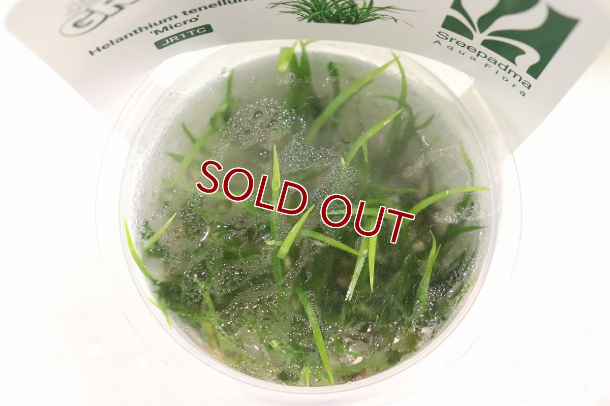 画像2: 【通販 水草】組織培養 GROWOW エキノドルス テネルス ミクロ(無農薬)【1カップ サンプル画像】（前景草)（生体）（熱帯魚） (2)