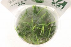 画像2: 【通販 水草】組織培養 GROWOW エキノドルス テネルス ミクロ(無農薬)【1カップ サンプル画像】（前景草)（生体）（熱帯魚） (2)