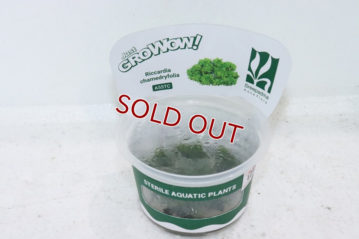 画像1: 【通販 水草】組織培養プレミヤムモス(プレモス)GROWOW(無農薬)【1カップ サンプル画像】（陰性水草)（生体）（熱帯魚） (1)