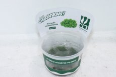 画像1: 【決算セール クーポンご利用で更に10％OFF対象商品】【通販 水草】組織培養プレミヤムモス(プレモス)GROWOW(無農薬)【1カップ サンプル画像】（陰性水草)（生体）（熱帯魚） (1)