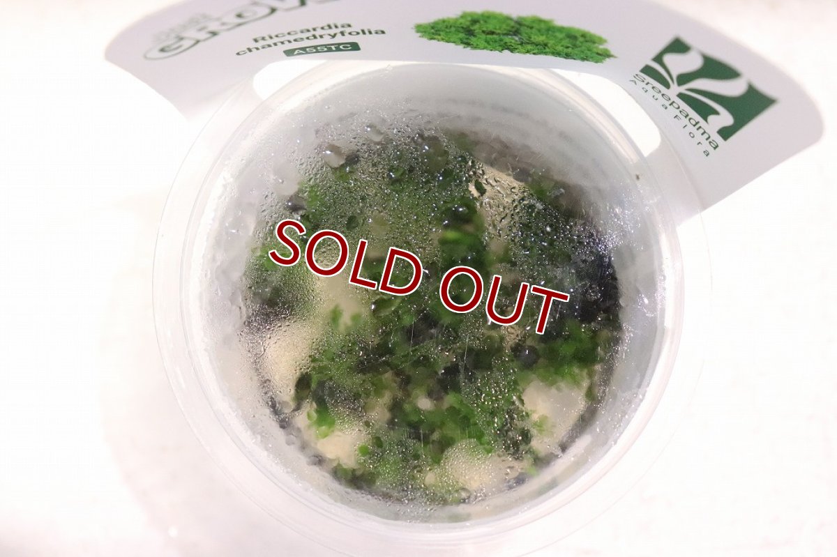 画像2: 【通販 水草】組織培養プレミヤムモス(プレモス)GROWOW(無農薬)【1カップ サンプル画像】（陰性水草)（生体）（熱帯魚） (2)