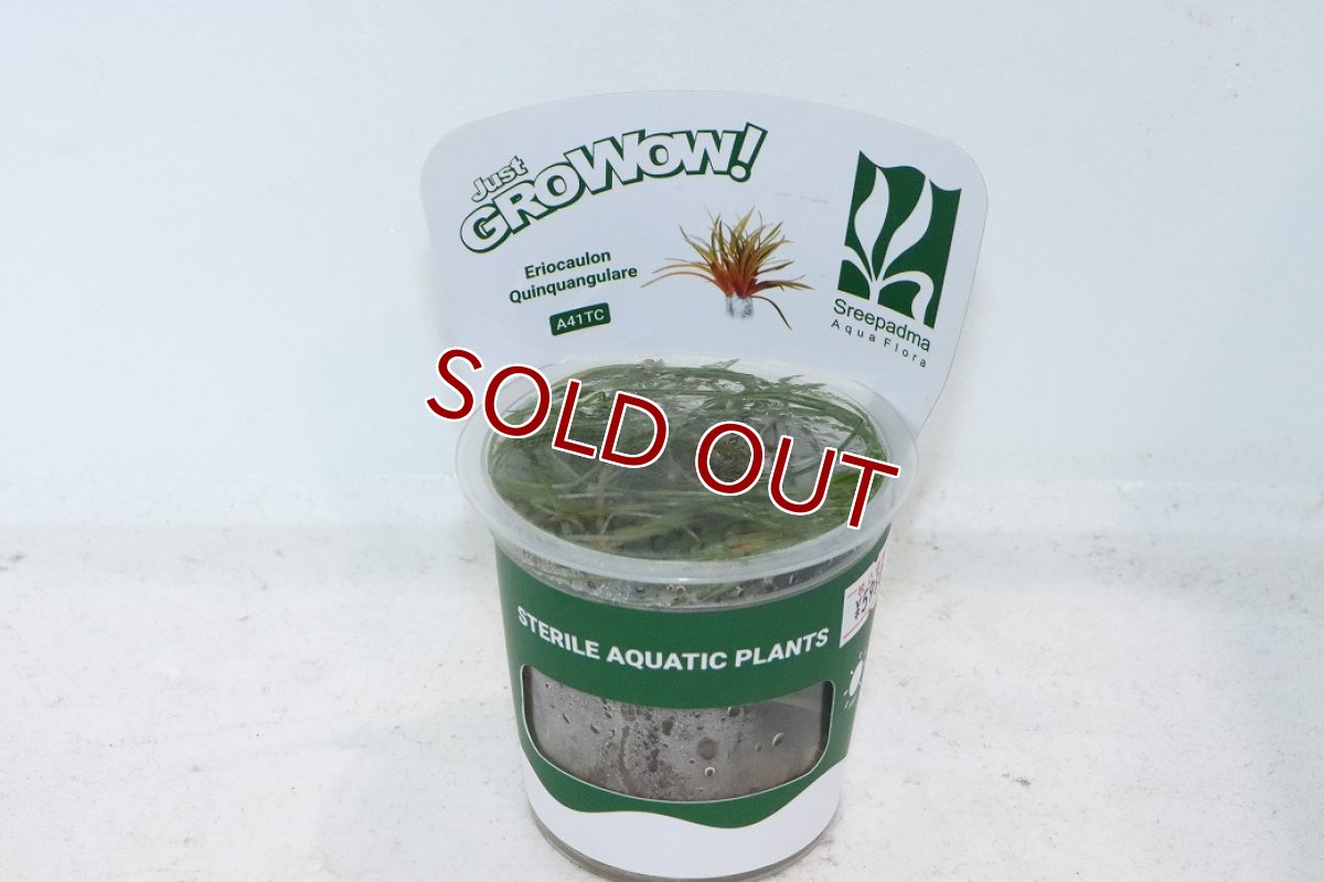 画像1: 【通販 水草】組織培養 ホシクサ キングクリムゾン GROWOW(無農薬)【1カップ サンプル画像】（生体）（熱帯魚） (1)