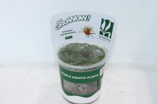 画像1: 【決算セール クーポンご利用で更に10％OFF対象商品】【通販 水草】組織培養 ホシクサ キングクリムゾン GROWOW(無農薬)【1カップ サンプル画像】（生体）（熱帯魚） (1)