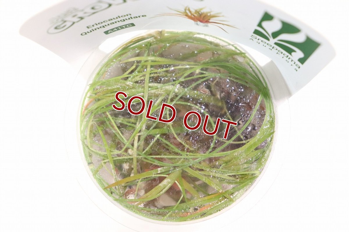 画像2: 【通販 水草】組織培養 ホシクサ キングクリムゾン GROWOW(無農薬)【1カップ サンプル画像】（生体）（熱帯魚） (2)