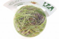 画像2: 【決算セール クーポンご利用で更に10％OFF対象商品】【通販 水草】組織培養 ホシクサ キングクリムゾン GROWOW(無農薬)【1カップ サンプル画像】（生体）（熱帯魚） (2)