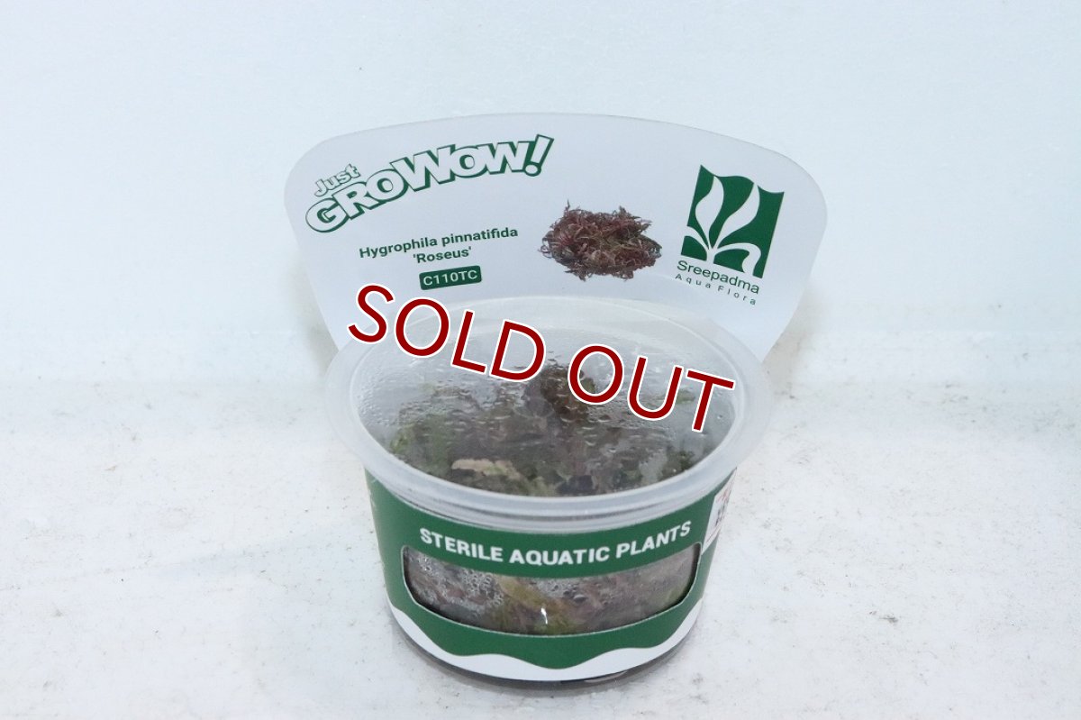 画像1: 【通販 水草】組織培養 ハイグロフィラ ピンナティフィダ ロゼウス GROWOW(無農薬)【1カップ サンプル画像】（生体）（熱帯魚） (1)