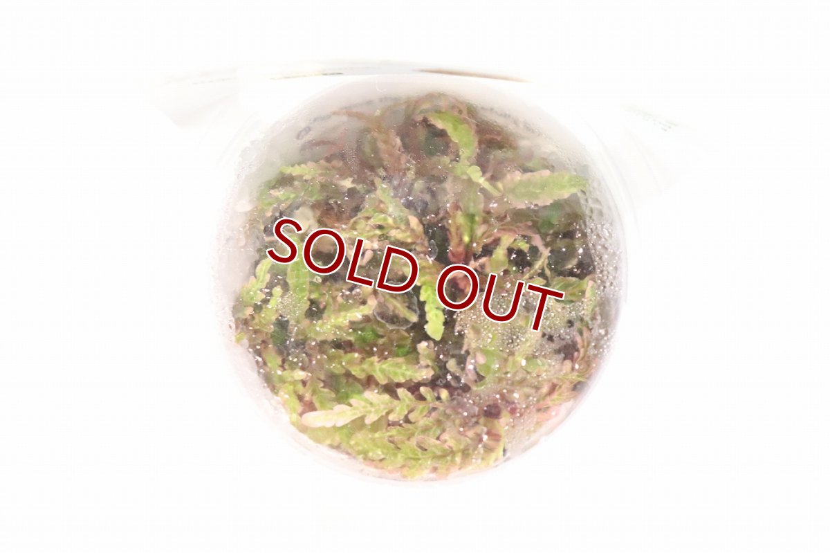 画像2: 【通販 水草】組織培養 ハイグロフィラ ピンナティフィダ ロゼウス GROWOW(無農薬)【1カップ サンプル画像】（生体）（熱帯魚） (2)