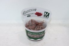 画像1: 【決算セール クーポンご利用で更に10％OFF対象商品】【通販 水草】組織培養 クリプトコリネ ウェンティ ピンク GROWOW(無農薬)【1カップ サンプル画像】（陰性水草)（生体）（熱帯魚） (1)