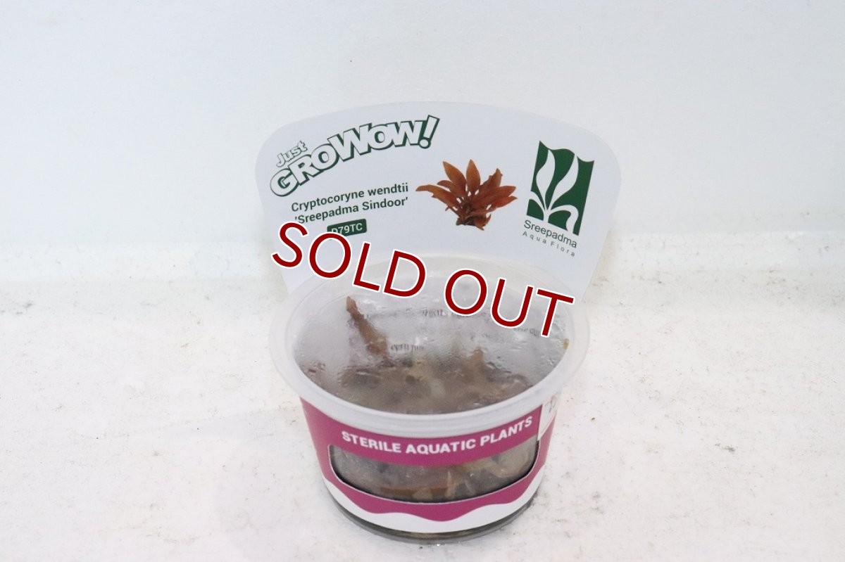画像1: 【通販 水草】組織培養 クリプトコリネ ウェンティ SRP シンドゥール GROWOW(無農薬)【1カップ サンプル画像】（生体）（熱帯魚） (1)