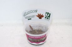 画像1: 【決算セール クーポンご利用で更に10％OFF対象商品】【通販 水草】組織培養 クリプトコリネ ウェンティ SRP シンドゥール GROWOW(無農薬)【1カップ サンプル画像】（生体）（熱帯魚） (1)