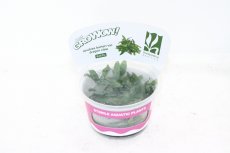 画像1: 【決算セール クーポンご利用で更に10％OFF対象商品】【通販 水草】組織培養 アヌビアス バルテリー VAR ドラゴンクロー GROWOW(無農薬)【1カップ サンプル画像】（生体）（熱帯魚） (1)