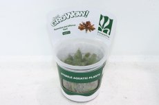 画像1: 【決算セール クーポンご利用で更に10％OFF対象商品】【通販 水草】組織培養 ウォーターローズ レッド GROWOW(無農薬)【1カップ サンプル画像】（生体）（熱帯魚） (1)