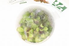 画像2: 【決算セール クーポンご利用で更に10％OFF対象商品】【通販 水草】組織培養 ウォーターローズ レッド GROWOW(無農薬)【1カップ サンプル画像】（生体）（熱帯魚） (2)