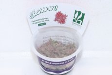 画像1: 【通販 水草】(組織培養)レア種 ハイグロ sp チャイ(輸入品)【1カップ サンプル画像】（生体）（熱帯魚） (1)