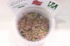 画像2: 【通販 水草】(組織培養)レア種 ハイグロ sp チャイ(輸入品)【1カップ サンプル画像】（生体）（熱帯魚） (2)