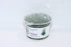 画像1: 【通販 水草】(組織培養)ホシクサ キネレウム(無農薬)【1カップ サンプル画像】（生体）（熱帯魚） (1)