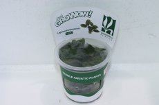 画像1: 【通販 水草】(組織培養)ラゲナンドラ ケラレンシス(無農薬)【1カップ サンプル画像】（陰性水草)（生体）（熱帯魚） (1)