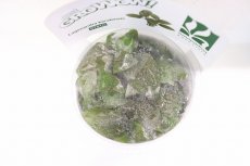 画像2: 【通販 水草】(組織培養)ラゲナンドラ ケラレンシス(無農薬)【1カップ サンプル画像】（陰性水草)（生体）（熱帯魚） (2)