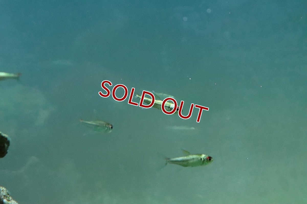 画像2: 【淡水魚】激安 超大特価 レア種 プラチナ ベロッティテトラ ネグロ マリマリ産 ワイルド【１匹サンプル画像】(珍カラ)(生体)(熱帯魚)NKP (2)