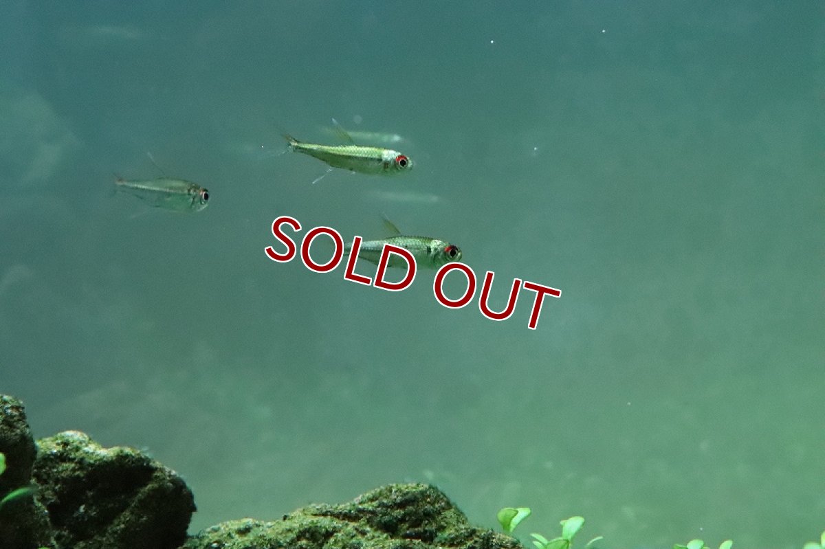 画像3: 【淡水魚】激安 超大特価 レア種 プラチナ ベロッティテトラ ネグロ マリマリ産 ワイルド【１匹サンプル画像】(珍カラ)(生体)(熱帯魚)NKP (3)