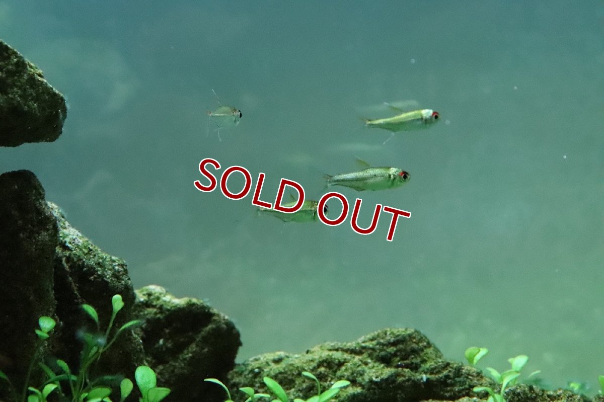 画像4: 【淡水魚】激安 超大特価 レア種 プラチナ ベロッティテトラ ネグロ マリマリ産 ワイルド【１匹サンプル画像】(珍カラ)(生体)(熱帯魚)NKP (4)