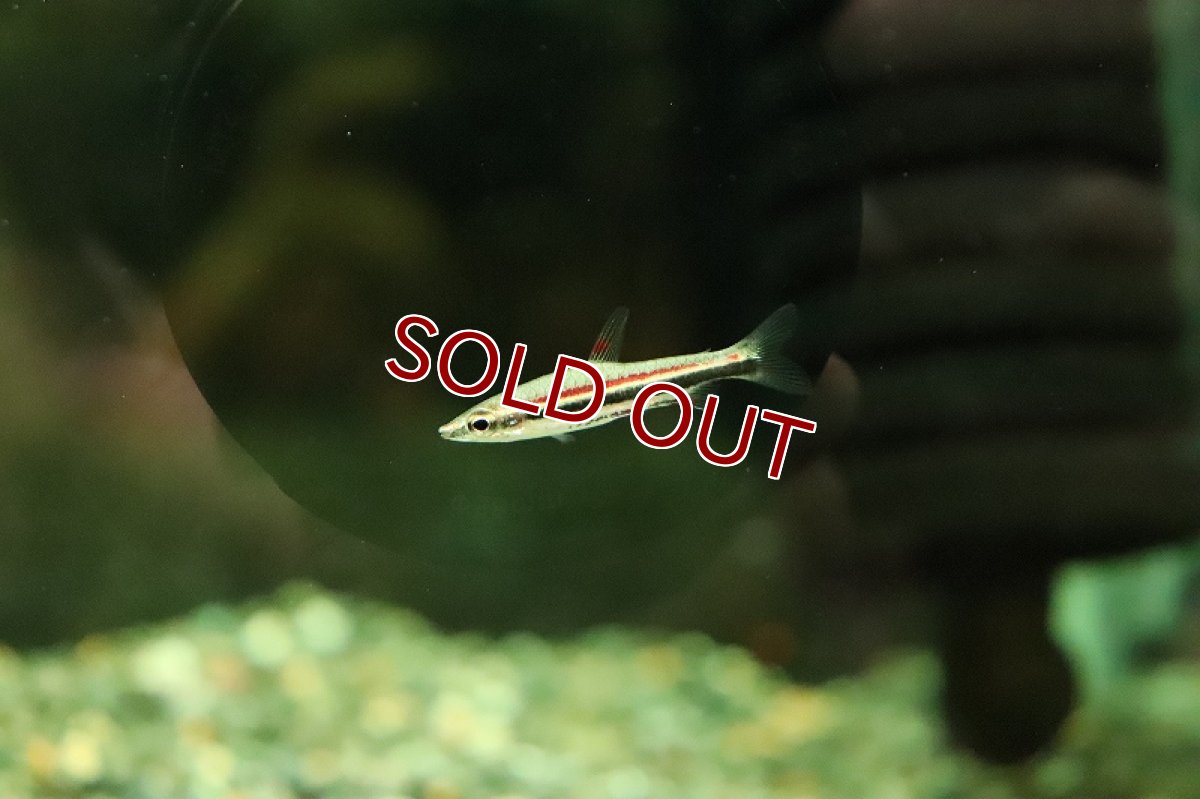 画像2: 【淡水魚】新種 レッドブルペンシルフィッシュ ワイルド【１匹 サンプル画像】(珍カラ)(生体)(熱帯魚)NKCK (2)