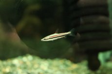 画像2: 【淡水魚】【通販】新種 レッドブルペンシルフィッシュ ワイルド【１匹 サンプル画像】(珍カラ)(生体)(熱帯魚)NKCK (2)