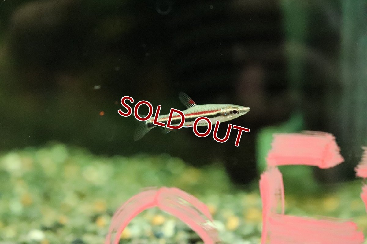 画像3: 【淡水魚】新種 レッドブルペンシルフィッシュ ワイルド【１匹 サンプル画像】(珍カラ)(生体)(熱帯魚)NKCK (3)