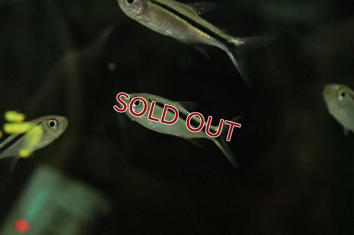 画像2: 【淡水魚】レア種 スーパーペンギンテトラ リオタパジョス産 ワイルド【１匹 サンプル画像】(珍カラ)(生体)(熱帯魚)NKCK (2)