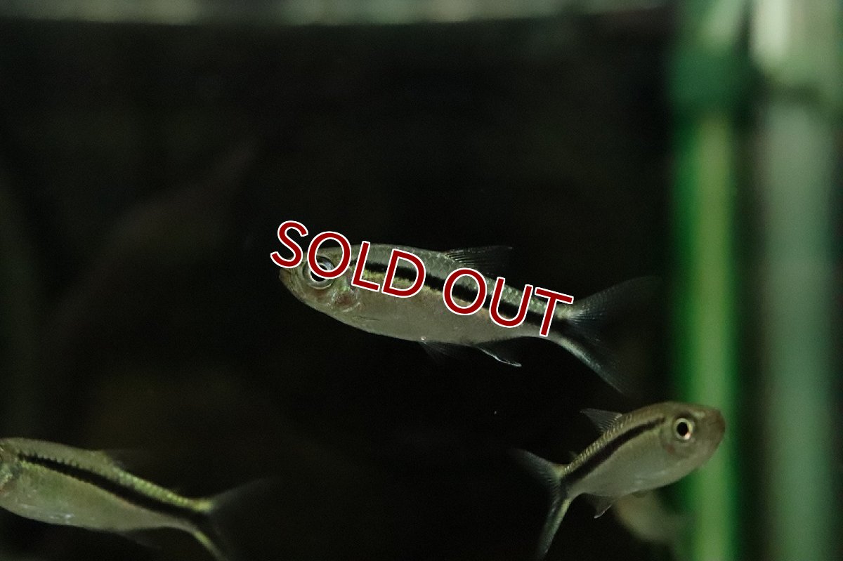 画像3: 【淡水魚】レア種 スーパーペンギンテトラ リオタパジョス産 ワイルド【１匹 サンプル画像】(珍カラ)(生体)(熱帯魚)NKCK (3)