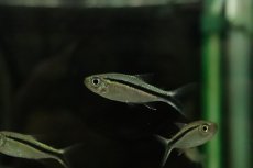 画像3: 【淡水魚】【通販】レア種 スーパーペンギンテトラ リオタパジョス産 ワイルド【１匹 サンプル画像】(珍カラ)(生体)(熱帯魚)NKCK (3)