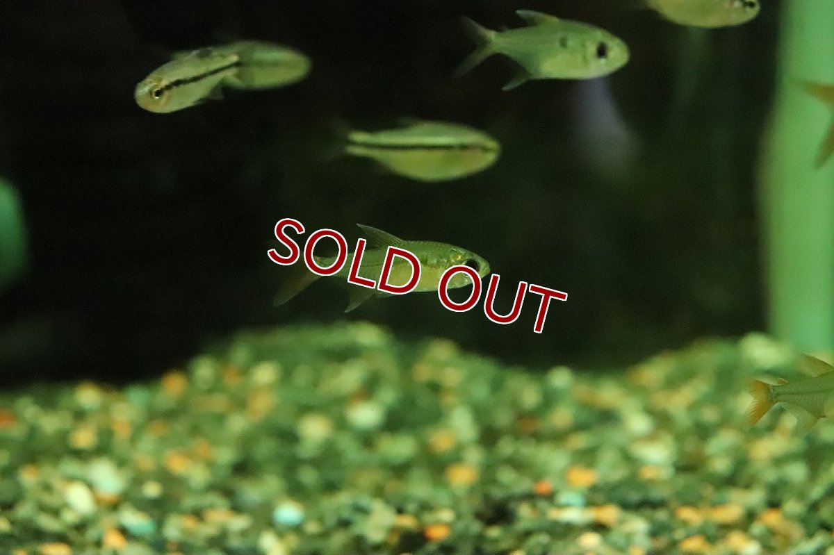 画像2: 【淡水魚】【通販】新種 スイートキャンディテトラ リオアルア産 ワイルド【１匹 サンプル画像】(珍カラ)(生体)(熱帯魚)NKCK (2)