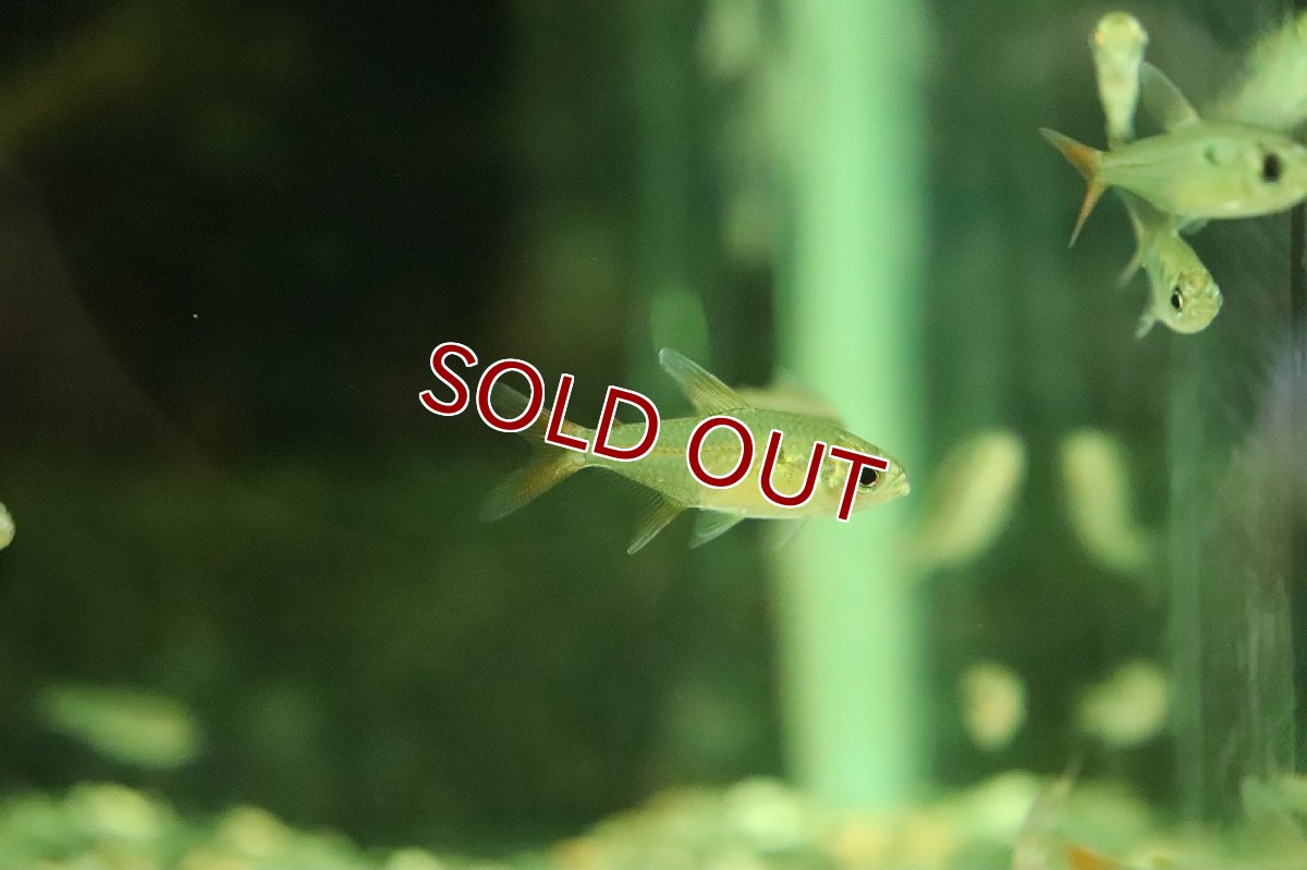 画像3: 【淡水魚】【通販】新種 スイートキャンディテトラ リオアルア産 ワイルド【１匹 サンプル画像】(珍カラ)(生体)(熱帯魚)NKCK (3)