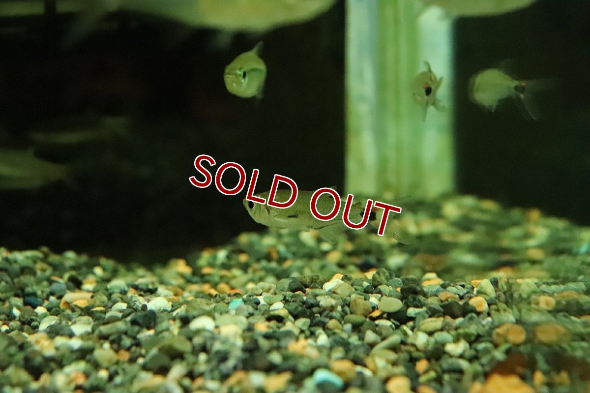 画像2: 【淡水魚】【通販】ペルビアンアロワナテトラ ワイルド【１匹 サンプル画像】(珍カラ)(生体)(熱帯魚)NKCK (2)