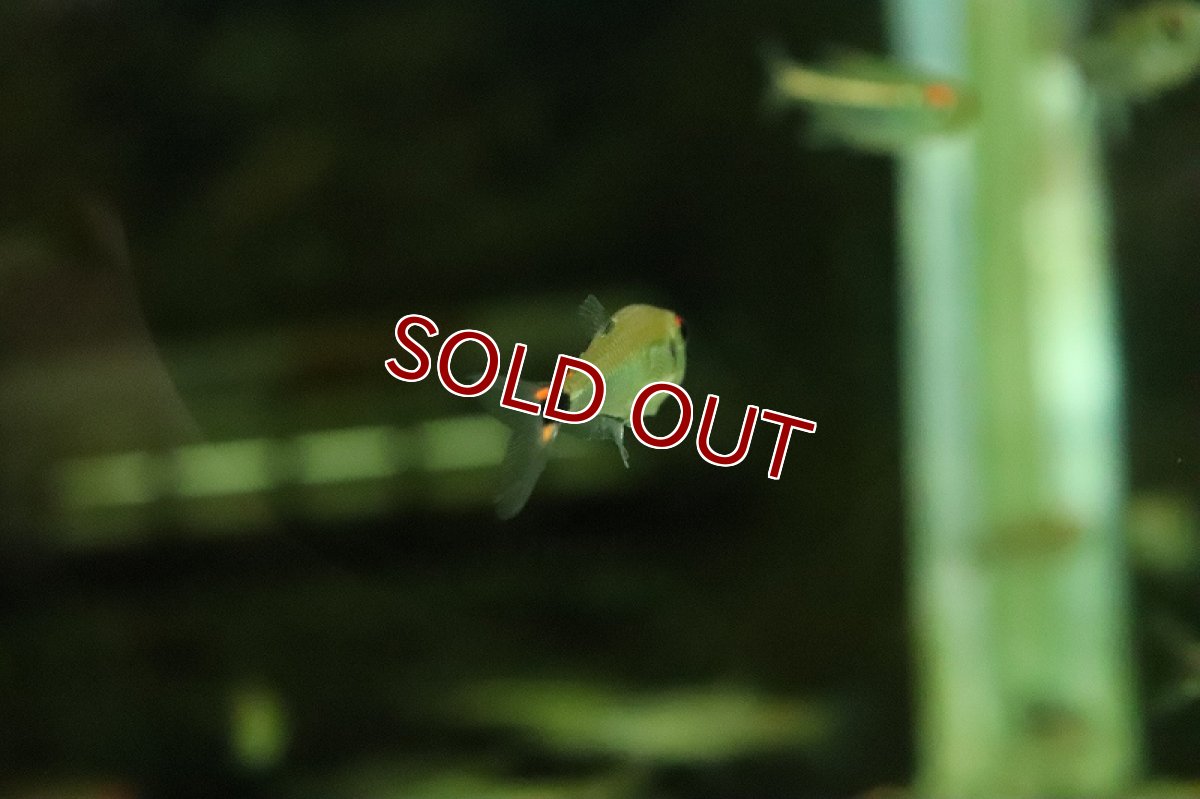 画像3: 【淡水魚】【通販】ペルビアンアロワナテトラ ワイルド【１匹 サンプル画像】(珍カラ)(生体)(熱帯魚)NKCK (3)