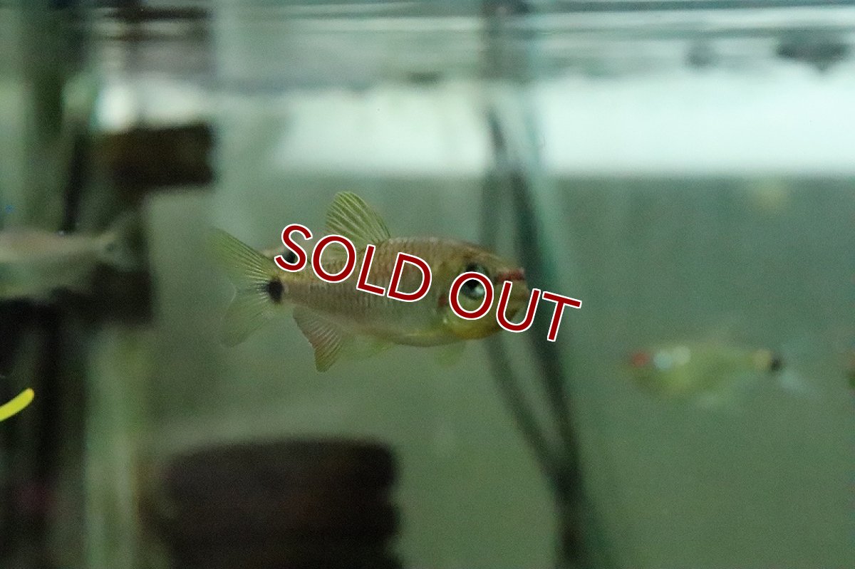 画像2: 【淡水魚】【通販】レア種 レッドチークコギャルテトラ ワイルド【１匹 サンプル画像】(珍カラ)(生体)(熱帯魚)NKCK (2)
