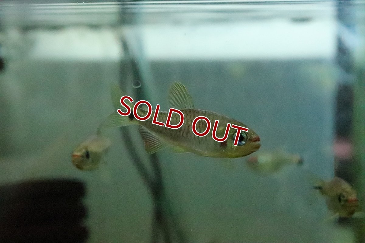 画像3: 【淡水魚】【通販】レア種 レッドチークコギャルテトラ ワイルド【１匹 サンプル画像】(珍カラ)(生体)(熱帯魚)NKCK (3)