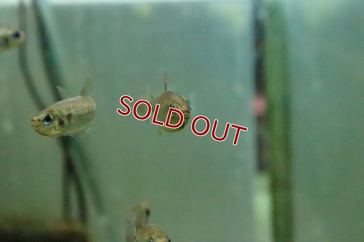 画像4: 【淡水魚】【通販】レア種 レッドチークコギャルテトラ ワイルド【１匹 サンプル画像】(珍カラ)(生体)(熱帯魚)NKCK (4)