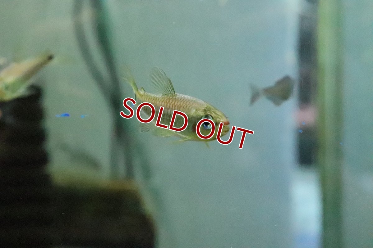 画像5: 【淡水魚】【通販】レア種 レッドチークコギャルテトラ ワイルド【１匹 サンプル画像】(珍カラ)(生体)(熱帯魚)NKCK (5)