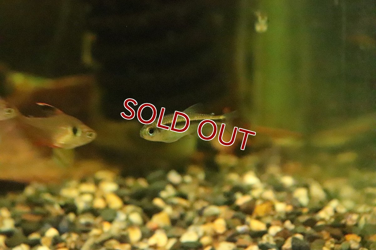 画像2: 【淡水魚】ブルーアイグリーンラインデビルテトラ ワイルド【１匹 サンプル画像】(珍カラ)(生体)(熱帯魚)NKCK (2)