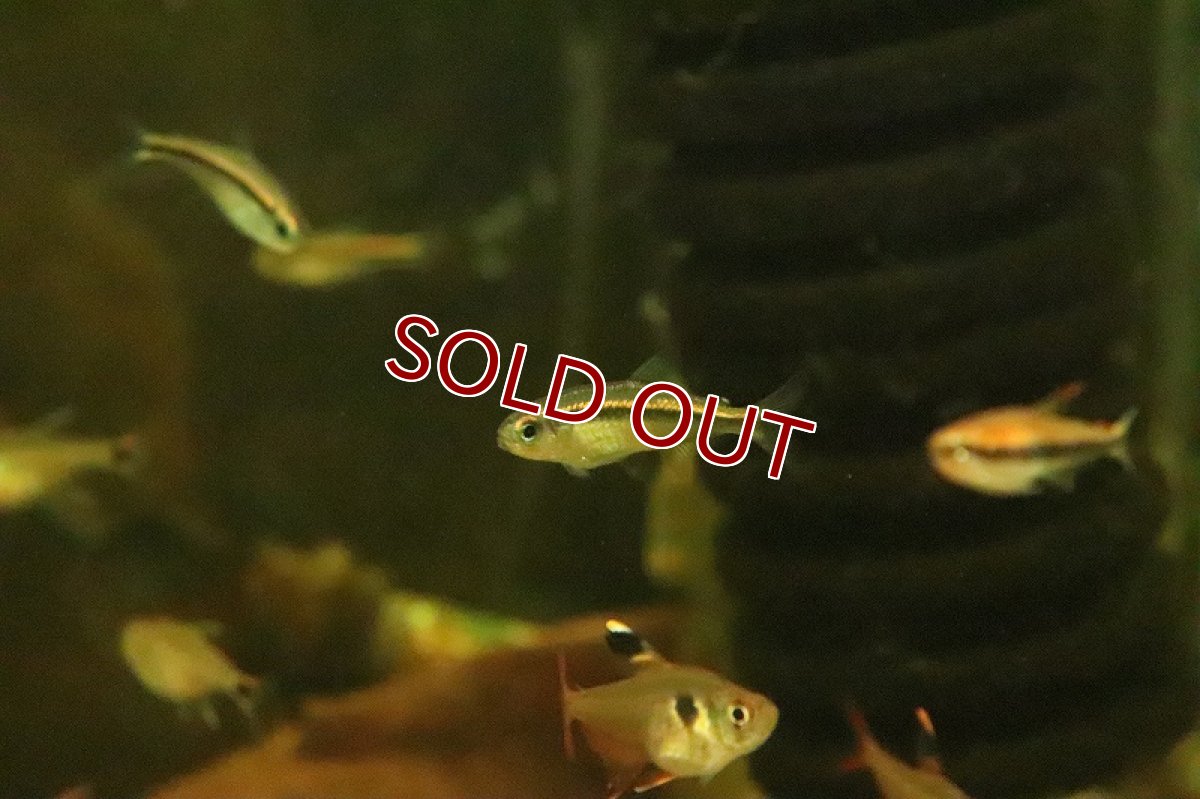 画像3: 【淡水魚】ブルーアイグリーンラインデビルテトラ ワイルド【１匹 サンプル画像】(珍カラ)(生体)(熱帯魚)NKCK (3)