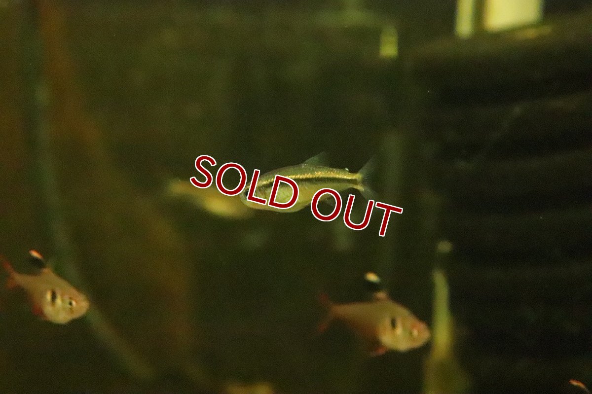 画像4: 【淡水魚】ブルーアイグリーンラインデビルテトラ ワイルド【１匹 サンプル画像】(珍カラ)(生体)(熱帯魚)NKCK (4)