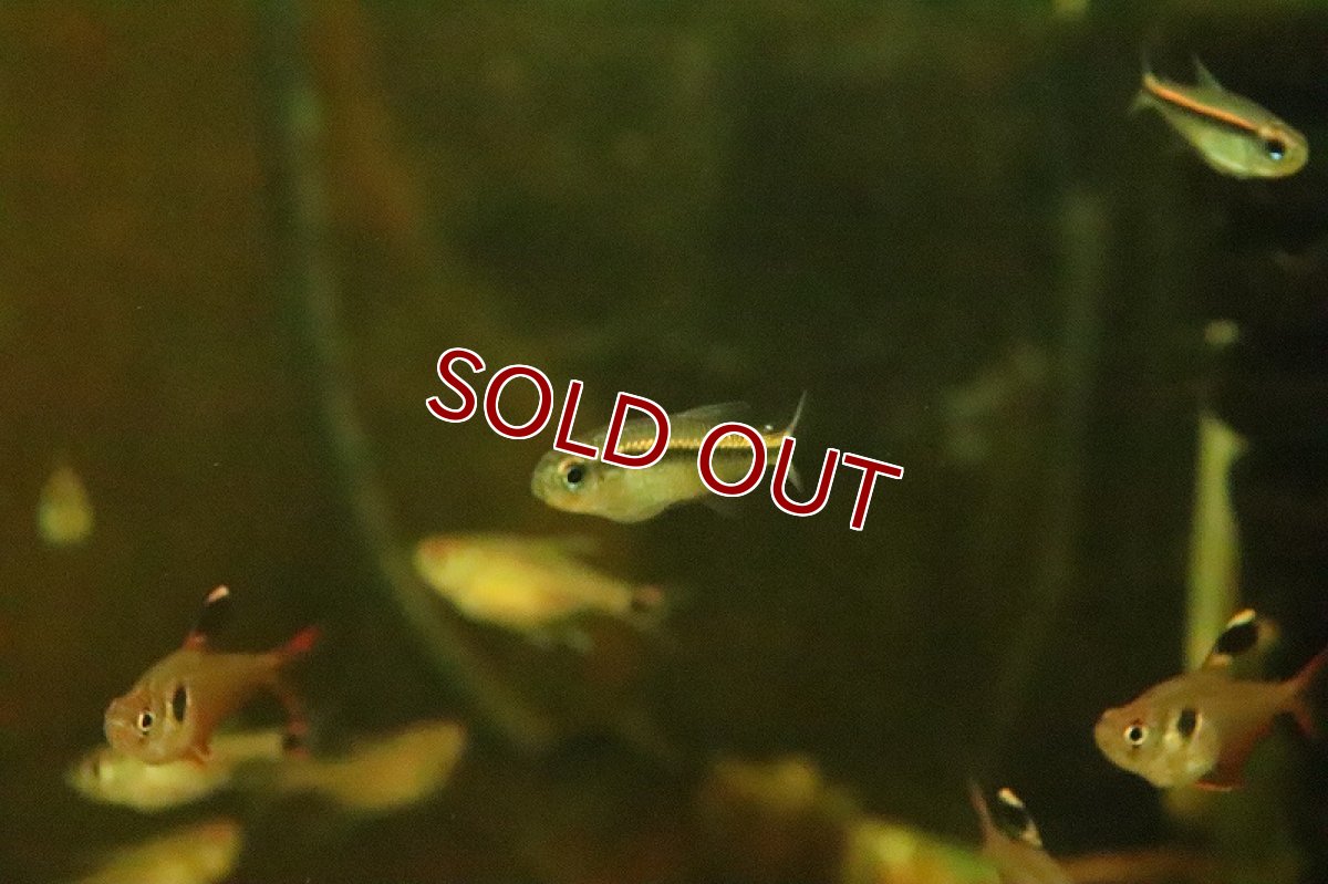 画像5: 【淡水魚】ブルーアイグリーンラインデビルテトラ ワイルド【１匹 サンプル画像】(珍カラ)(生体)(熱帯魚)NKCK (5)