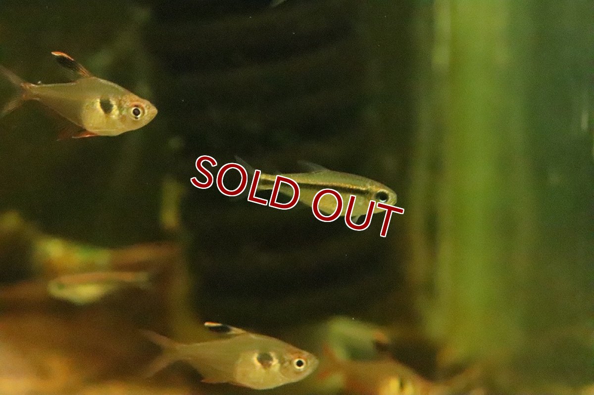 画像6: 【淡水魚】ブルーアイグリーンラインデビルテトラ ワイルド【１匹 サンプル画像】(珍カラ)(生体)(熱帯魚)NKCK (6)