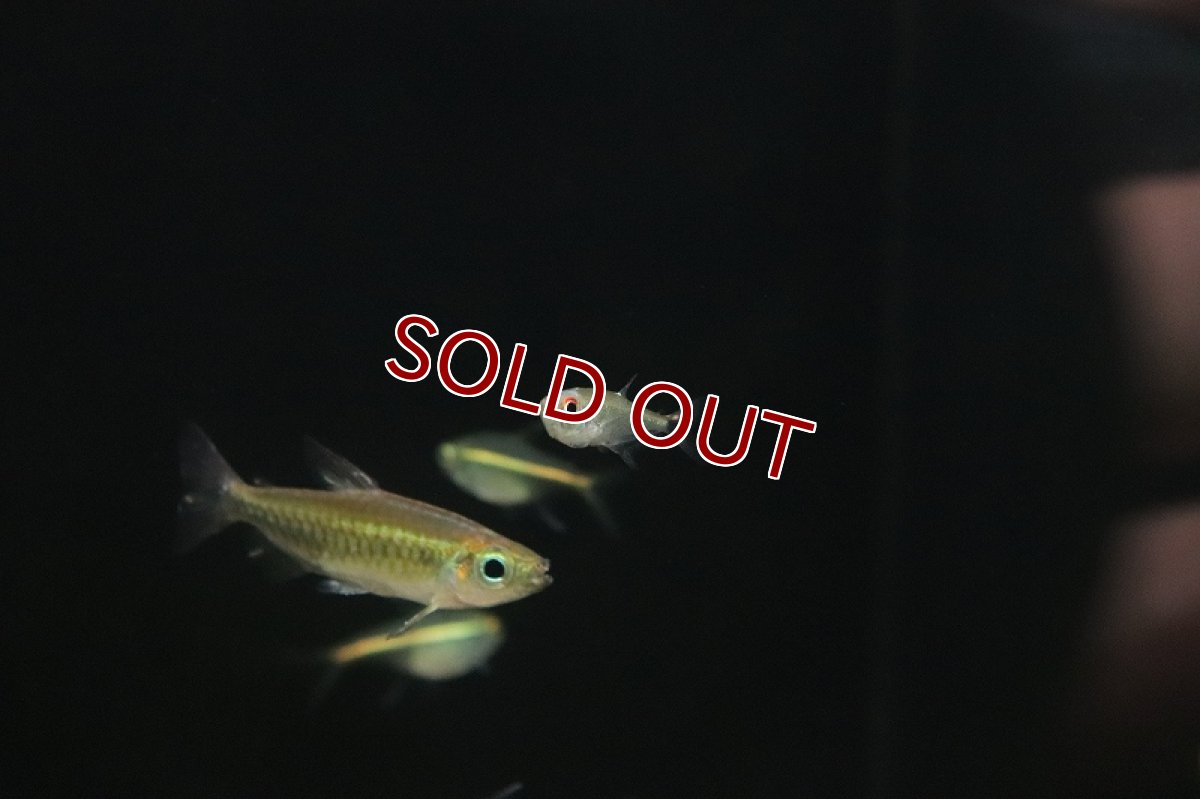 画像3: 【淡水魚】激安 ブラジル便 アロワナテトラ リオネグロ カイクビ産 ワイルド【１匹 サンプル画像】(珍カラ)(生体)(熱帯魚)NKCK (3)