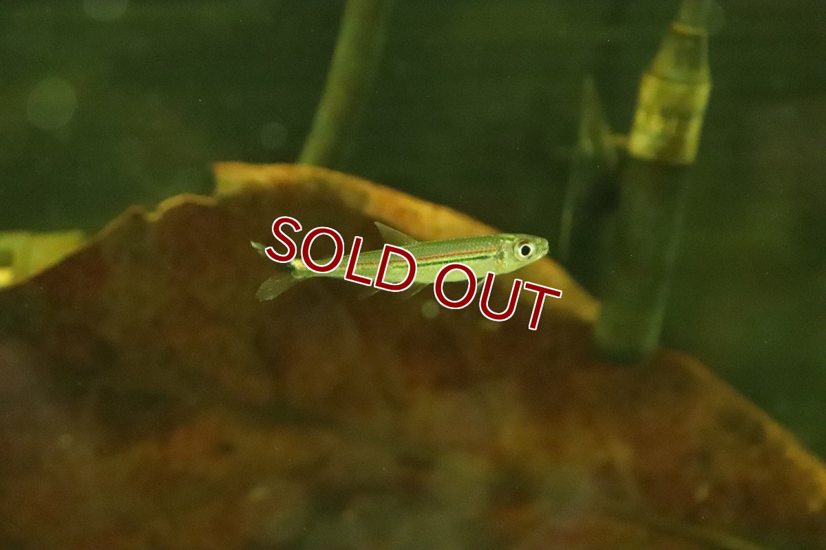 画像2: 【淡水魚】特価 トリカラーイグアノディクタス ネグロ水系 カイクビ産 ワイルド【１匹 サンプル画像】(珍カラ)(生体)(熱帯魚)NKCK (2)