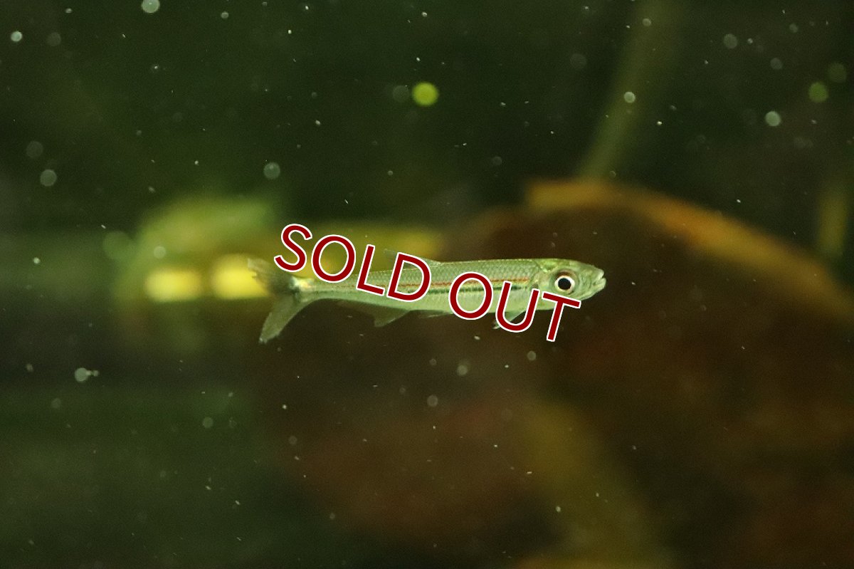 画像3: 【淡水魚】特価 トリカラーイグアノディクタス ネグロ水系 カイクビ産 ワイルド【１匹 サンプル画像】(珍カラ)(生体)(熱帯魚)NKCK (3)