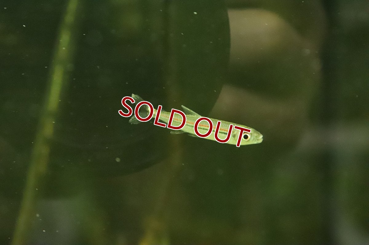 画像4: 【淡水魚】特価 トリカラーイグアノディクタス ネグロ水系 カイクビ産 ワイルド【１匹 サンプル画像】(珍カラ)(生体)(熱帯魚)NKCK (4)