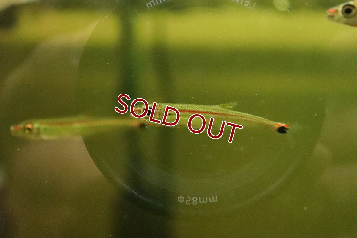 画像2: 【淡水魚】大特価 レッドラインイグアノディクタス コロンビア産 ワイルド【１匹 サンプル画像】(珍カラ)(生体)(熱帯魚)NKCK (2)